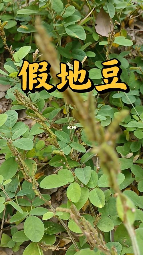 地豆网中草药的作用，地豆网女婿看上丈母娘得手后却厌倦了()