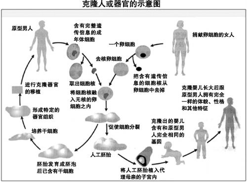 克隆器官实现了吗，克隆器官被允许了吗()