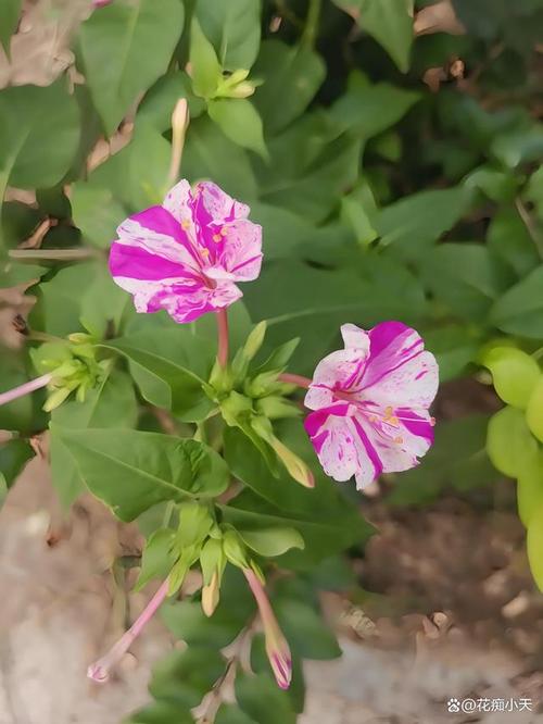 夜繁花 紫茉莉，夜繁花图片()